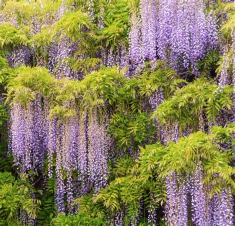 Blue Moon Wisteria. FINAL SALE - Halifax Perennials