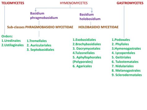 Classification Of Fungi Proposed By Ainsworth 1971 Ppt