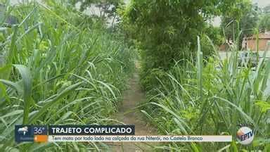 Jornal da EPTV 1ª Edição Ribeirão Preto Até Quando mato sem