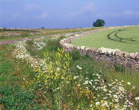 Wild Flowers Along The Roadside Photograph By Andy Williamsscience