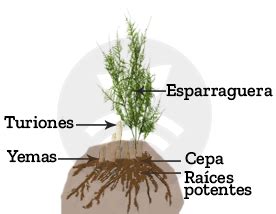 El Esp Rrago De Espa A Agricultura De Precisi N Plantae