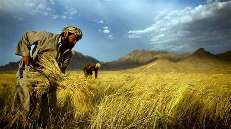 Wheat harvest wallpaper | (1217)