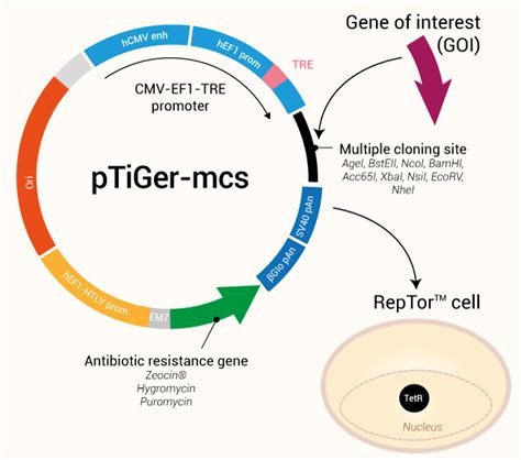 Tet On Cloning Plasmids InvivoGen