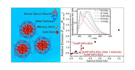 Bovine Serum Albumin Conjugated Gold 198 Nanoparticles As Model To