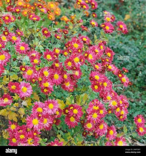 Chrysanthemum Chrysanthemum Vesuvius Marquardt 81 Stock Photo Alamy