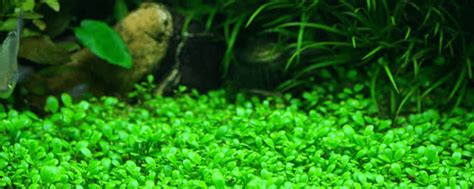 All About Aquarium Grass Aquarium Dimensions