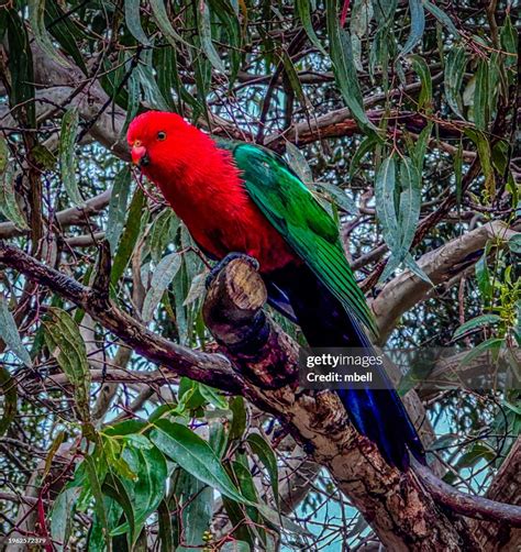 Australian King Parrot At Kennett River Coastal Reserve Along The Great