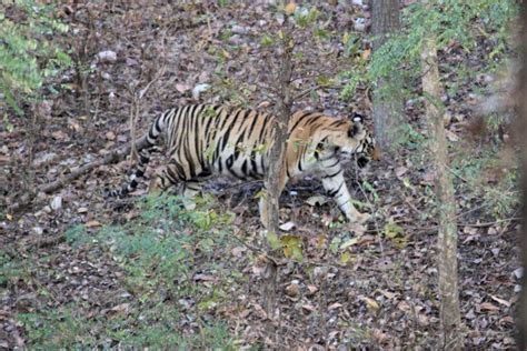 Pench Tiger Reserve A Complete Guide Wildlifezones