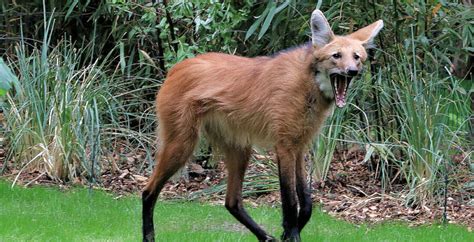 Check Out the Maned Wolf! | Critter Science