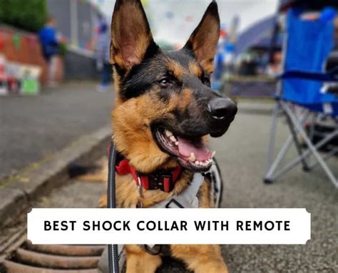 The 5 Best Shock Collar with Remote! (2024)