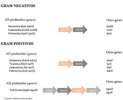 Aminas Bi Genas En Alimentos M Todos Moleculares Para La Detecci N E