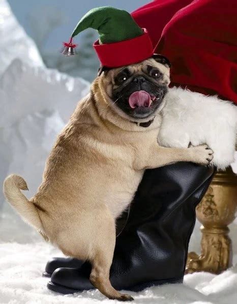 Ten Funny Festive Dogs In Elf Costumes For Christmas Cheer