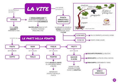 La Vite Mappa Concettuale Schemi E Mappe Concettuali Di Biologia