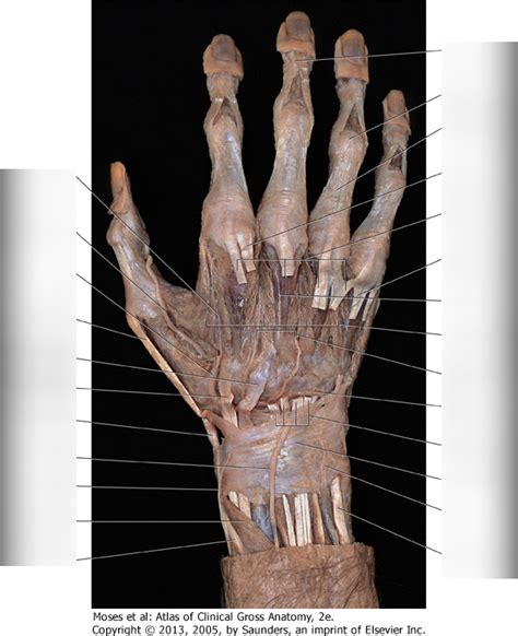 Dorsal Hand Anatomy Diagram Quizlet