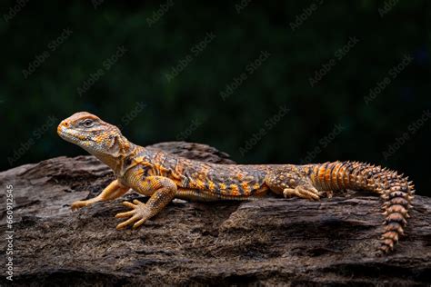 Saharan Spiny Tailed Lizard Uromastyx Geyri Is A Species Endemic To