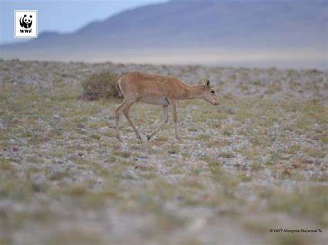 Mongolian Saiga The Saiga Resource Centre