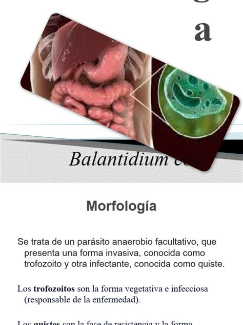 Parasitología Balantidium Coli Pdf Epidemiología Medicina