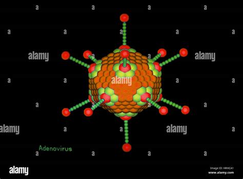 Adenovirus Stock Photos & Adenovirus Stock Images - Alamy 