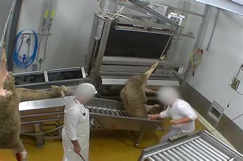 Abattoir Français Et Bio La Vidéo Terrifiante Cruauté Animale