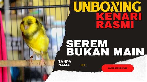 UNBOXING KENARI RASMI WAJAH SEREM BANGET Unboxingkenari YouTube