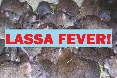 Ncdc Scales Up Lassa Fever Response In Nigeria Vanguard News