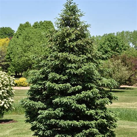 Evergreen Trees | Large Spruce & Arborvitae | Fast Growing Trees