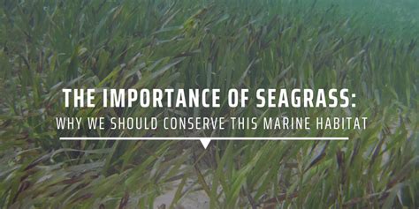 The Importance Of Seagrass Why We Should Conserve This Marine Habitat