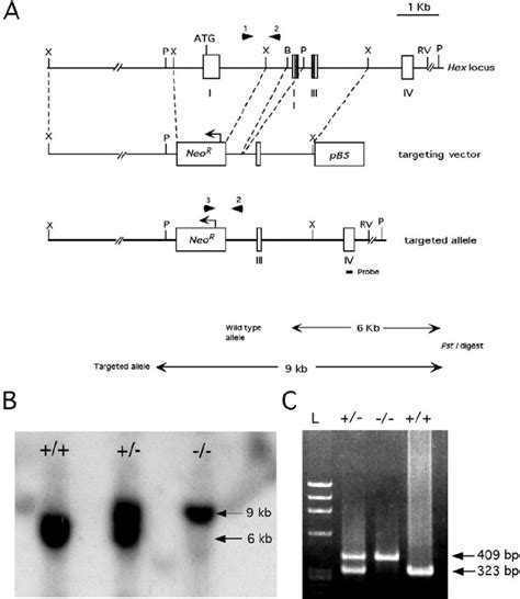 Targeted Disruption Of The Mouse Hex Gene A Schematic