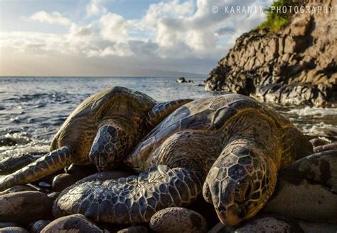 17 Best images about Hawaii Wildlife on Pinterest | Oahu, Baby sea ...