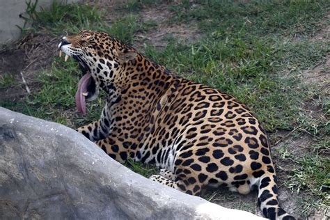 Nuevo Parque de las Leyendas de Huachipa abrió sus puertas cuál es el