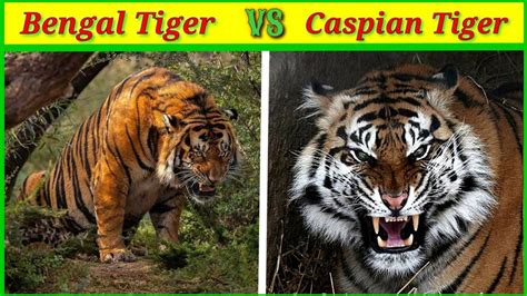 Bengal Tiger Vs Caspian Tiger Which Is Stronger Bengal Tiger Vs