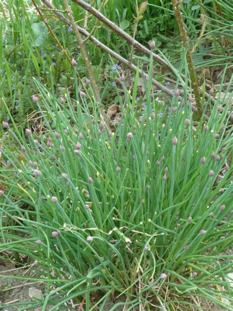 Eating Chives | My Edible Backyard