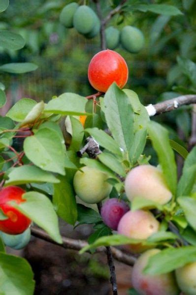 A Tree That Can Actually Grow 40 Different Kinds Of Fruit 8 Pics