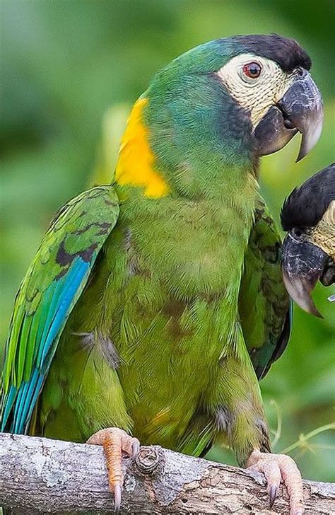 Two Green And Yellow Birds Sitting On Top Of A Tree Branch Next To Each