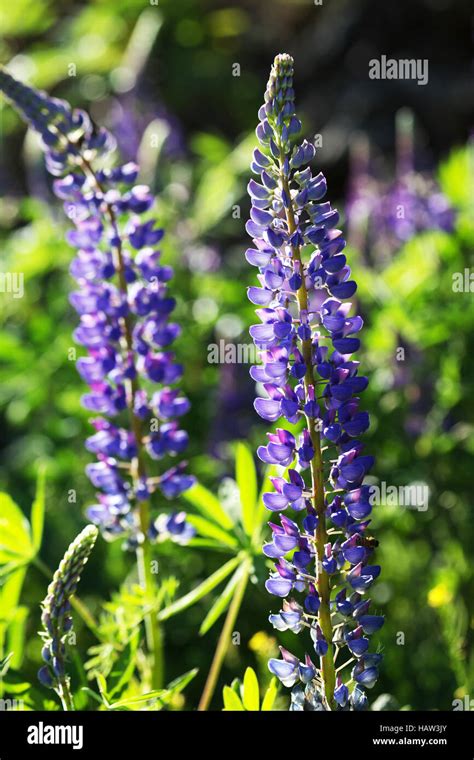 Lila Lupine Hi Res Stock Photography And Images Alamy