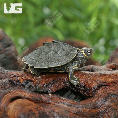 Baby Mississippi Map Turtles For Sale - Underground Reptiles