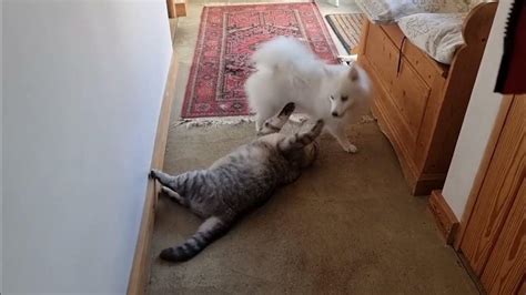 Кот и собака в доме 🤗 - YouTube