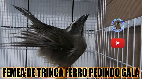 FEMEA DE TRINCA FERRO PEDINDO GALA ESQUENTA NATURAL YouTube