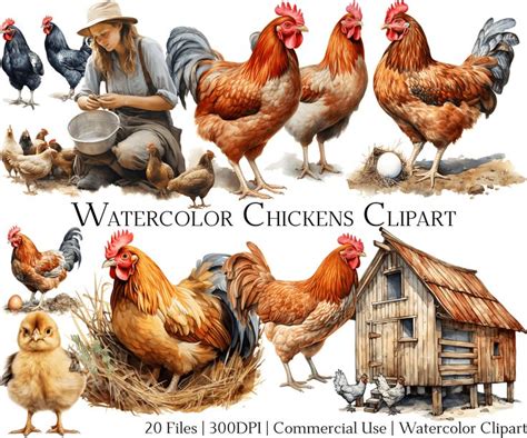 Watercolor Chickens Clipart Set Includes Roosters Hens And Chicken Houses