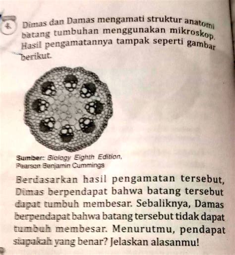 Solved 4 Dimas Dan Damas Mengamati Struktur Anatomi Batang Tumbuhan