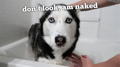 My Husky Tries To Resist Her First Bath Youtube