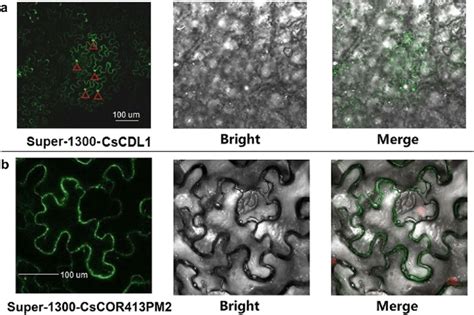 Subcellular Localization Of Cscdl1 And Cscor413pm2 Subcellular