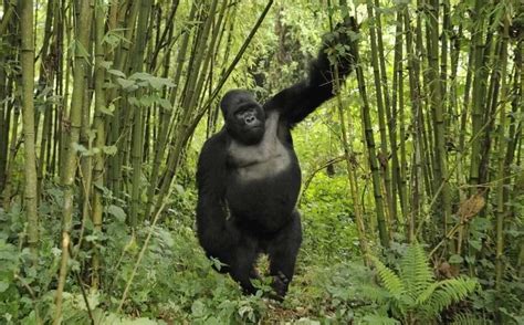 Mountain Gorilla Trekking Rules and Regulations – Gorilla Tracking Africa