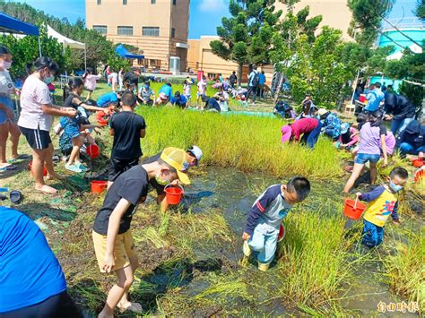 《澎湖》尖山電廠復育荸薺 推手廠長將榮退 生活 自由時報電子報