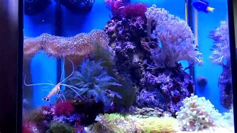 nano reef Aquael 30l | 纳米礁海 | нано риф моря - YouTube