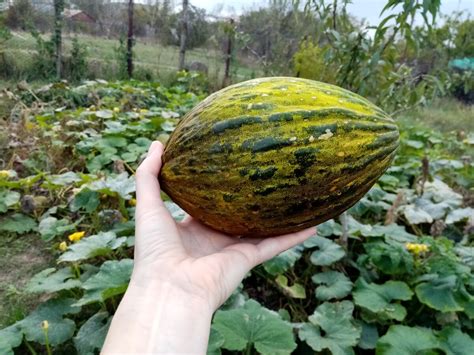 Дыня Рикура: описание и характеристики сорта, особенности посадки и ...