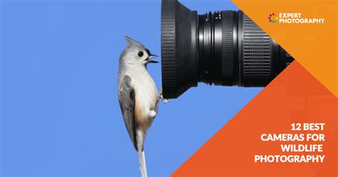 12 Best Camera for Wildlife Photography in 2024