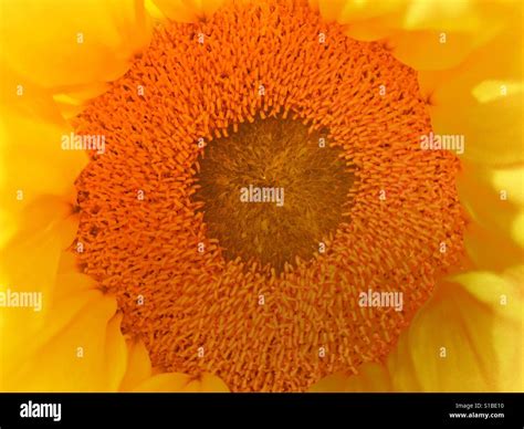 Center of sunflower Stock Photo - Alamy