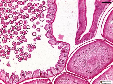 Ascaris Sp Roundworms Monster Hunters Guide To Veterinary Parasitology
