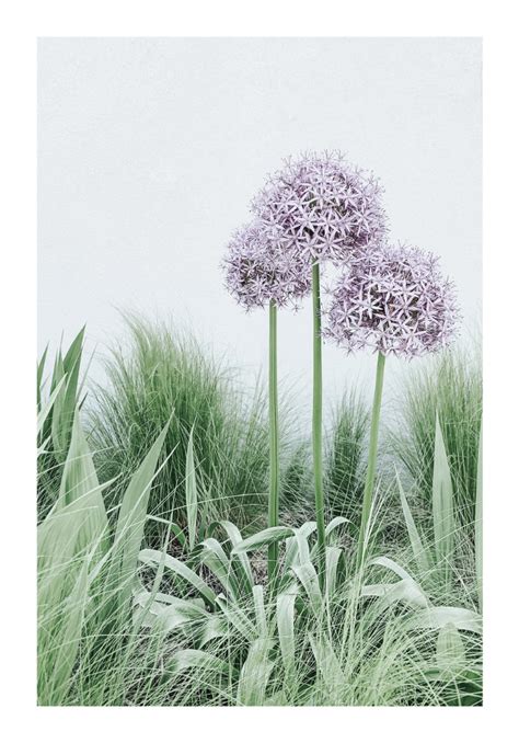 Постеры и картины ”ФИОЛЕТОВЫЙ ЦВЕТОК ДИАНТУС ” купить в Санкт ...